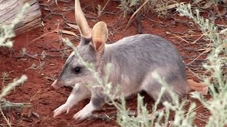 Rescuing The Bilbies | Nature's Miracle Babies | BBC Earth