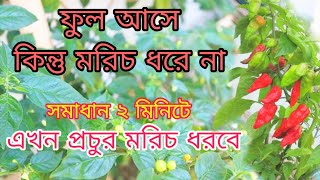 ফুল আসে কিন্তু মরিচ ধরেনা। মরিচ গাছে ফুল ঝরে যায় কেন।সমাধান ২ মিনিটে। youtube video.