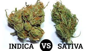 The Differences Between Sativa, Indica \u0026 Hybrids