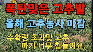 🌶폭탄맞은 고추밭*2024년 고추농사 마감🤗*수확량 초과및 고추따기 너무 힘들어요😭