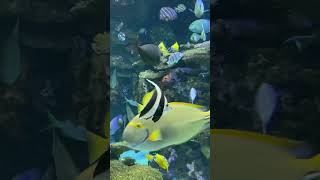 Finding All The Fish From Finding Nemo At The Aquarium