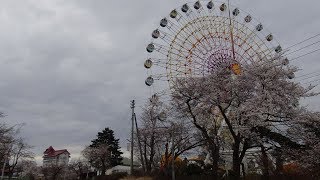 松が峰の桜と、サンシャインランドと、隠された廃トンネルと、慰霊碑と、巨大な顔