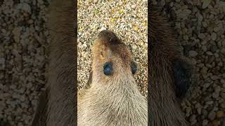 Capybara - Veszprém Zoo #capybara #shorts