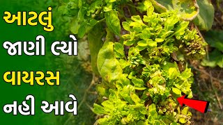 રીંગણીમાં વાયરસ નહી આવે || રીંગણીમાં વાયરસ માટેની દવા ? || ચોકલેટ દેશી ગુલાબી રીંગણ | Brinjal बैंगन