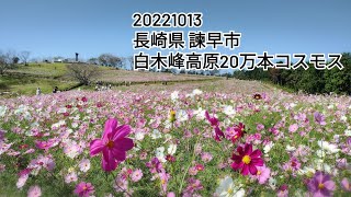 20221013 長崎県 諫早市 白木峰高原 コスモス20万本