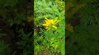 💕Little yellow flower 💐【小黄花】 Bunga kuning kecil 💓小さな黄色い花🌱|ife Of natural