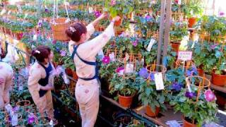 東京都・入谷の朝顔市　Morning glory fair 観光 旅行 下町 夏風景 東京の夏 風物詩 アサガオ 台東区 TOKYO JAPAN 夏の思い出