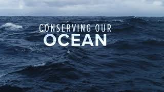 Blue Nature Alliance — Conserving our Ocean