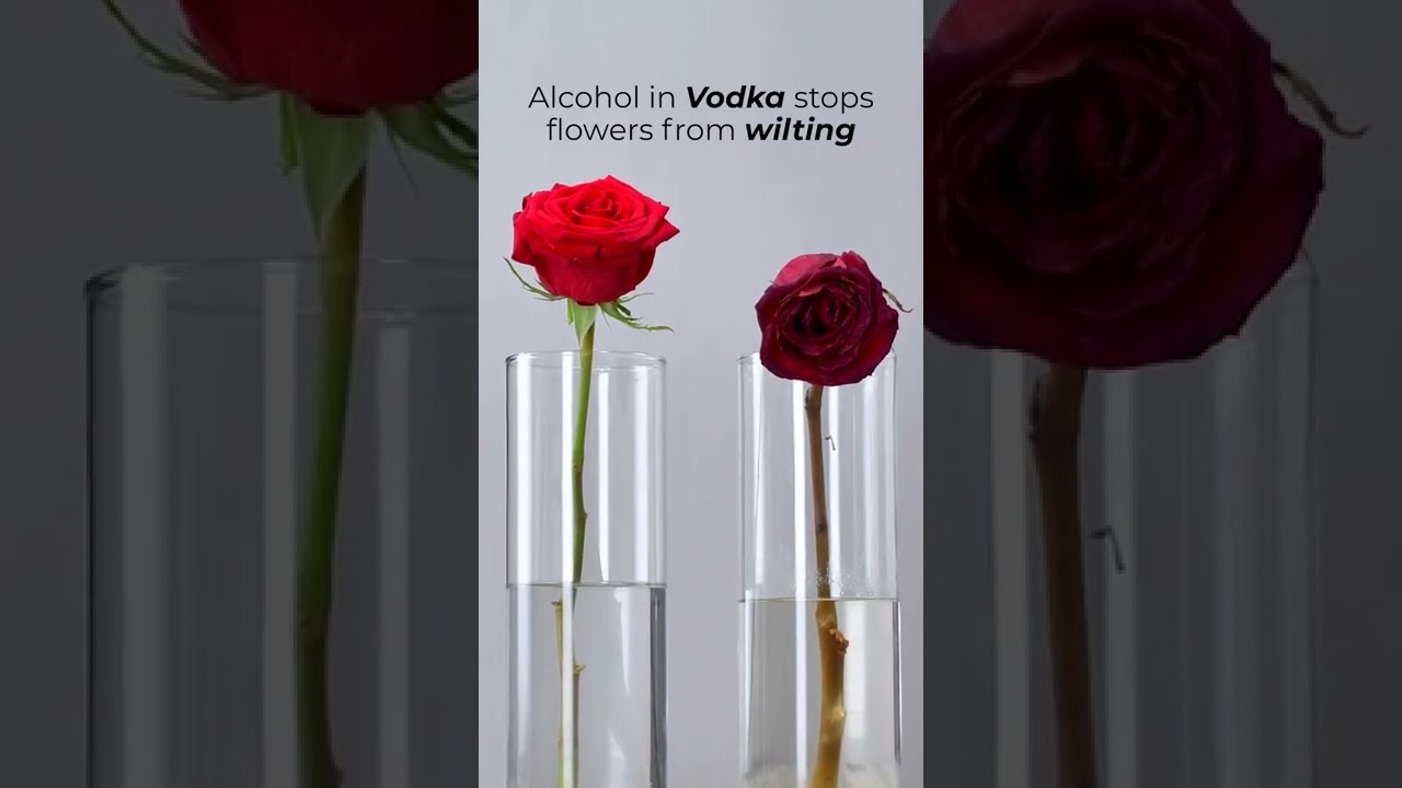 Make Your Flowers Last Longer Shorts 4 Gen Crafts