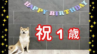 【柴犬子犬】祝1歳！手作り誕生日ケーキでお祝いしたよ！