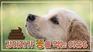 강아지가 똥을 먹는이유6가지#식분증 #똥안먹게하는방법 #반려견.문제