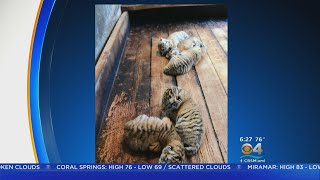 Trending: Endangered Manchurian Tiger Gave Birth