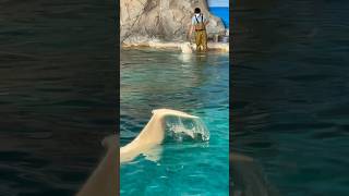 ベルーガ　ふりふりするよ　【名古屋港水族館】Beluga Nagoya Aquarium