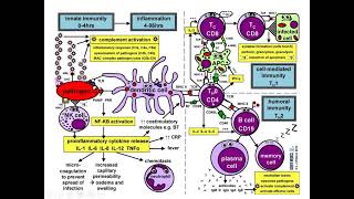 14 Ways to Measure Immune Cell Activation