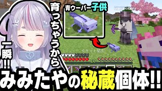 滅多に表に出さず大切に保管してる激レア青ウーパーの子供をチラ見せしてくれるみみたや！！【兎咲ミミ/八雲べに/切り抜き/ぶいすぽ/マインクラフト】