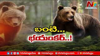 Bear Attack On 7 In Srikakulam, 6 Critical | Special Report | Ntv