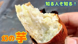 【神回なのか？】美味しさに特化した２種類の新旧揃いでサツマイモ栽培にチャレンジしますョ♪　たねのハシモトミヤ