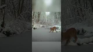 LYNX - SEE UNTIL THE END  #mystery #wild #nature #jump #snow #wildlife #river