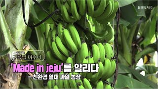 고를말 이수다 ['Made in jeju'를 알리다-친환경 열대 과일 농장] KBS제주 210930방송