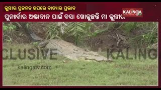 Bhitarakanika Breeding Centres For Crocodiles Damaged Due To Cyclone Yaas || KalingaTV