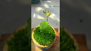 Why don't other flower buds bloom? mini moss plant #moss