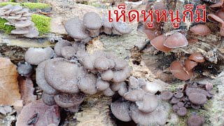 เก็บเห็ดนางรมแช่น้ำแข็งดอกอ่อนๆ#เก็บเห็ดนางรม #mushroom #เยอรมัน