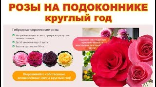 Гибридные королевские розы - свои цветы круглый год на окне (реальные отзывы)