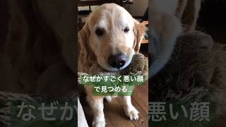 獲物捕まえた時の顔#ジャズくん #ゴールデンリトリバー #goldenretriever #大型犬