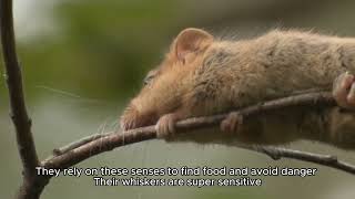 The Secret Life of Mice You Never Knew About