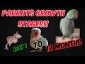 Indian Ringneck Growth Stages Day 1 to 12 Months || Parrot growth Stages || Shabu's Vlog