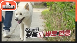 긴장감 MAX..! 반복 훈련을 통해 각자의 강아지들을 통제하는 보호자들! [개는 훌륭하다/Dogs Are Incredible] | KBS 220613 방송