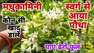 गुच्छों में फूल पाने के लिए मधुकामिनी में साल में एक बार सिर्फ ये डालें🔥    Madhukamini Care Tips