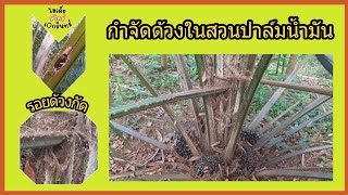 กำจัดด้วงในสวนปาล์มน้ำมัน #ด้วงกัดกินก้านทางปาล์ม #ปาล์มน้ำมัน | ไอเดียสไตล์เอกรินทร์