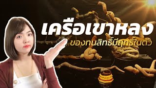 เครือเขาหลงคืออะไร ?? | เครื่องรางล้านนา | Dee Supaluck