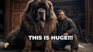 The Great Giants: Counting Down The Top 15 Biggest Dogs In The World