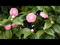 【一分動画】　🌳花シリーズ　オトメツバキ　乙女椿　（ツバキ科）🌷