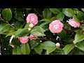 【一分動画】　🌳花シリーズ　オトメツバキ　乙女椿　（ツバキ科）🌷