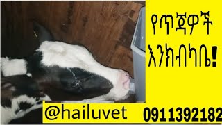 የጥጃዎች እንክብካቤ, አመጋገብ እና የበሽታ ክትትል።