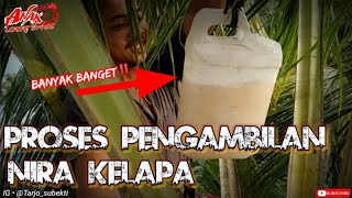 PROSES PENGAMBILAN NIRA KELAPA dan PENYADAPAN || Musi Rawas || eps 02