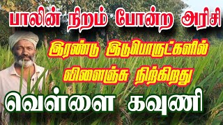 பாலின் நிறம் போன்ற அரிசி வெள்ளை கவுணி