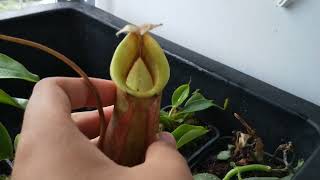 Nepenthes viking x veitchii spotlight. An uncommon hybrid in cultivation! recommend for windowsill!