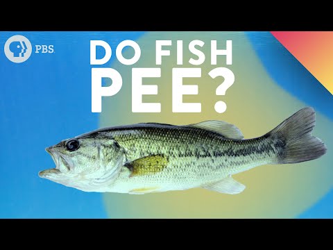 Do fish pee and poop in the ocean?
