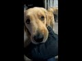 遊んで欲しくて拗ねるゴールデンレトリバー【golden retriever】