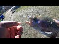 cucamonga guasti trout fishing