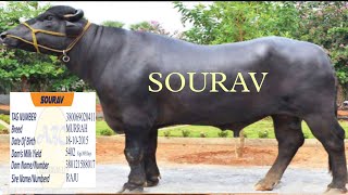 #murrah #bull SOURAV Abc veerawali #buffalobull #ALLINDIABULLS