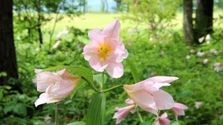 大江町大山自然公園のヒメサユリ・・・山形県大江町