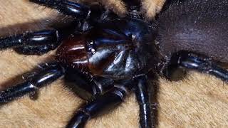 Funnel-Web SPIDER (Macrothele gigas)