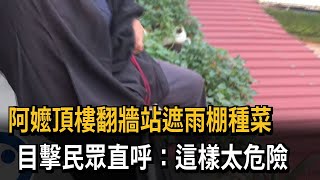 阿嬤頂樓翻牆站遮雨棚種菜　目擊民眾直呼：這樣太危險－民視新聞