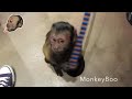 Download Monkey Gets A SHOT! In Mp4 3Gp Full HD Video