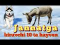 Jannat ga kiruvchi 10 ta hayvon